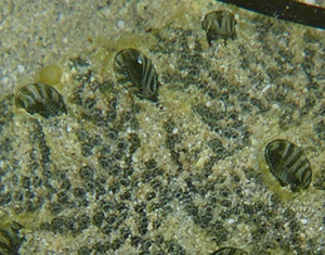 Identificazione invertebrato Tunisia (Kerkennah)